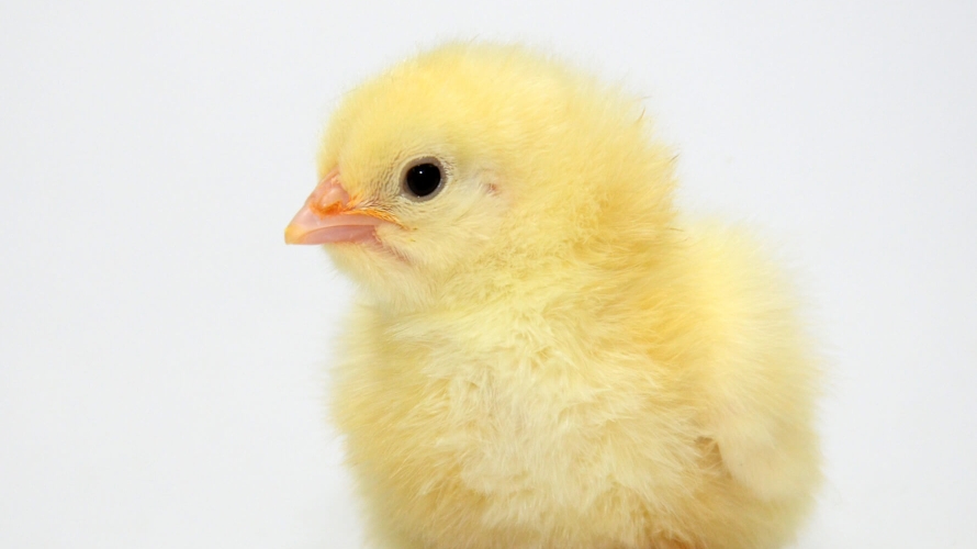 Operator Stație de Incubație