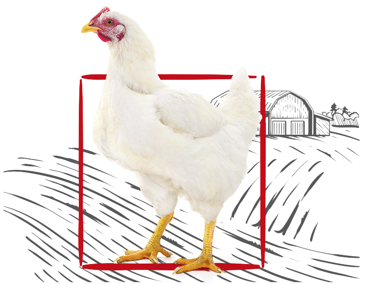 Puiul Libertan-png