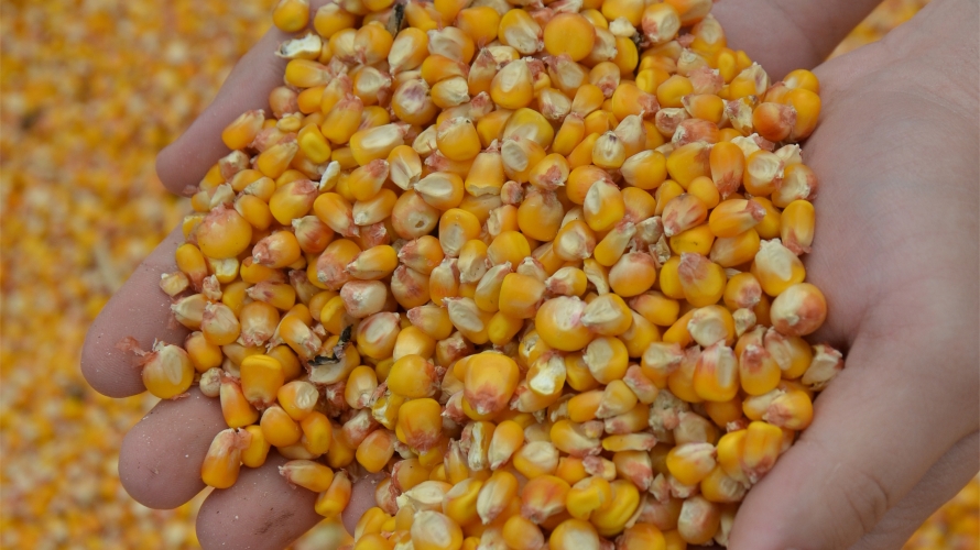 Agronomie